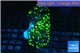 Euphyllia paraancora toxic green 4-7 cm WYSIWYG acclimaté