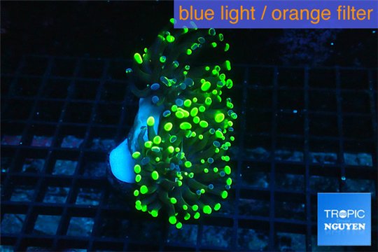 Euphyllia paraancora toxic green 4-7 cm WYSIWYG acclimaté