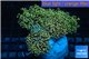 Euphyllia paradivisa orange 9-16 cm WYSIWYG acclimaté