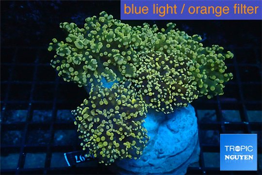 Euphyllia paradivisa orange 9-16 cm WYSIWYG acclimaté
