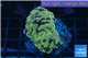 Euphyllia paraancora orange golden 4-6 cm WYSIWYG acclimaté