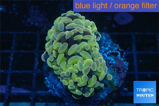 Euphyllia paraancora orange golden 4-6 cm WYSIWYG acclimaté
