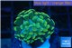 Euphyllia paraancora golden 1 polyp WYSIWYG acclimaté