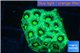 Favia neon green Australia 2-3 cm WYSIWYG acclimaté