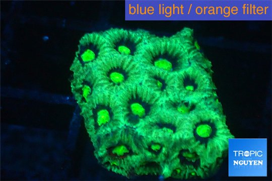 Favia neon green Australia 2-3 cm WYSIWYG acclimaté