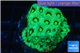 Favia neon green Australia 2-3 cm WYSIWYG acclimaté
