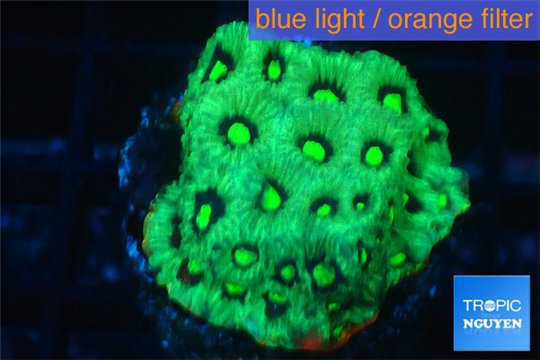 Favia neon green Australia 2-3 cm WYSIWYG acclimaté