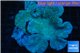 Sarcophyton long polyps 7-11 cm WYSIWYG acclimaté