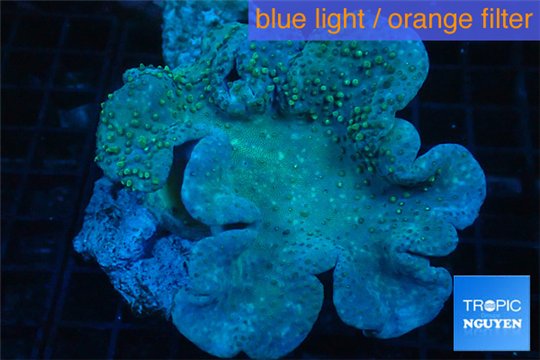 Sarcophyton long polyps 7-11 cm WYSIWYG acclimaté