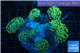 Euphyllia paraancora banana 8-12 cm WYSIWYG acclimaté