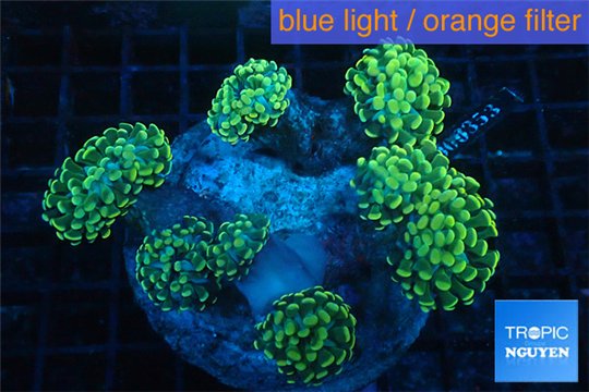 Euphyllia paraancora banana 8-12 cm WYSIWYG acclimaté