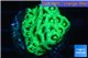 Favia neon green Australia 2-3 cm WYSIWYG acclimaté