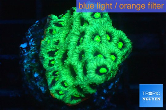 Favia neon green Australia 2-3 cm WYSIWYG acclimaté