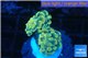 Euphyllia paraancora golden 2 polyps WYSIWYG acclimaté