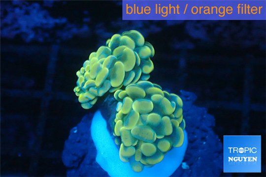 Euphyllia paraancora golden 2 polyps WYSIWYG acclimaté