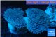 Sarcophyton double body 8-14 cm WYSIWYG acclimaté