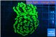 Euphyllia paraancora neon green 4-7 cm WYSIWYG acclimaté