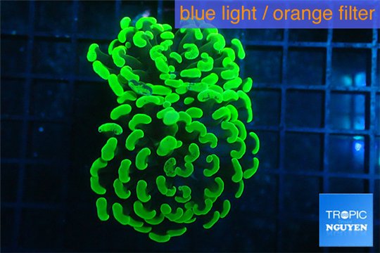 Euphyllia paraancora neon green 4-7 cm WYSIWYG acclimaté
