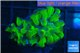 Euphyllia paraancora Green purple 2 polyps WYSIWYG acclimaté