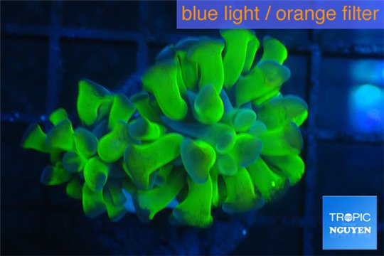 Euphyllia paraancora Green purple 2 polyps WYSIWYG acclimaté