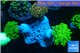 Euphyllia paradiva orange + Euphyllia yaeyamaensis green corals culture fusion 7-14 cm WYSIWYG acclimaté