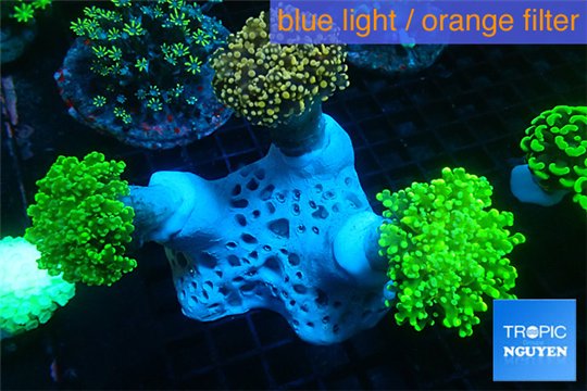 Euphyllia paradiva orange + Euphyllia yaeyamaensis green corals culture fusion 7-14 cm WYSIWYG acclimaté