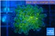 Euphyllia paraancora Green purple 1 polyp WYSIWYG acclimaté