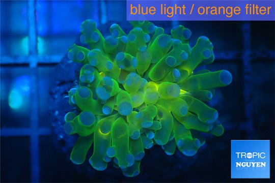 Euphyllia paraancora Green purple 1 polyp WYSIWYG acclimaté