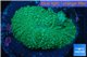 Rhodactis green big leaf 4-6 cm WYSIWYG acclimaté