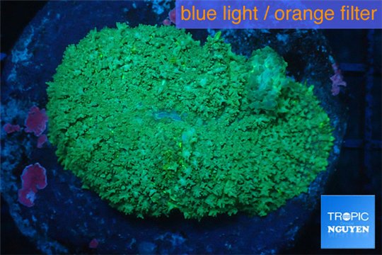 Rhodactis green big leaf 4-6 cm WYSIWYG acclimaté