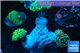 Euphyllia paraancora garden mix color corals cuture fusion 7-14 cm WYSIWYG acclimaté