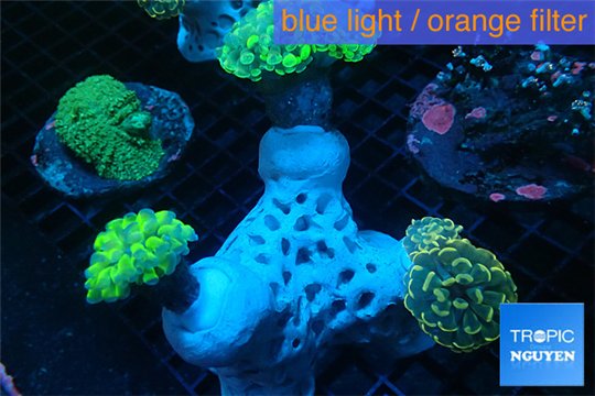 Euphyllia paraancora garden mix color corals cuture fusion 7-14 cm WYSIWYG acclimaté