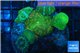 Discosoma green 7-11 cm WYSIWYG acclimaté