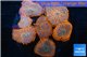 Rhodactis red blue superman 8-12 cm WYSIWYG acclimaté
