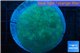 Sarcophyton long polyps 7-11 cm WYSIWYG acclimaté