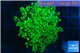 Euphyllia yaeyamaensis green 4-7 cm WYSIWYG acclimaté