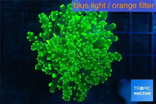Euphyllia yaeyamaensis green 4-7 cm WYSIWYG acclimaté