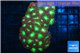 Blastomussa merletti red green 6-9 cm WYSIWYG acclimaté