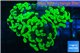 Euphyllia paraancora neon green 5-8 cm WYSIWYG acclimaté