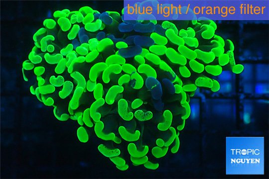 Euphyllia paraancora neon green 5-8 cm WYSIWYG acclimaté