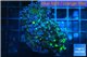 Euphyllia paraancora reverse toxic green 4-8 cm WYSIWYG acclimaté