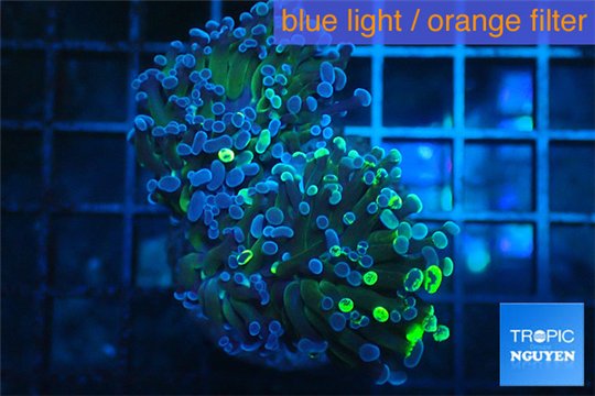 Euphyllia paraancora reverse toxic green 4-8 cm WYSIWYG acclimaté