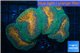 Lobophyllia orange green 8-12 cm WYSIWYG acclimaté