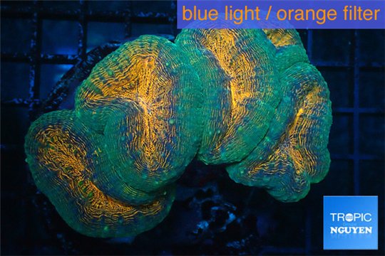 Lobophyllia orange green 8-12 cm WYSIWYG acclimaté