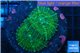 Rhodactis green big leaf 2 polyps WYSIWYG acclimaté