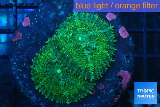 Rhodactis green big leaf 2 polyps WYSIWYG acclimaté