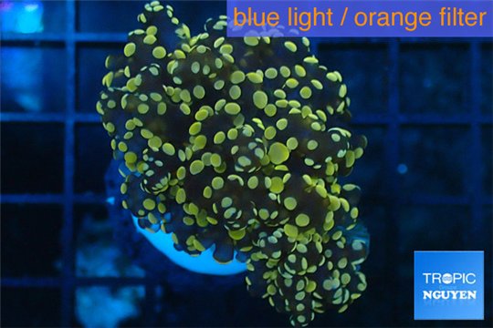 Euphyllia paradivisa orange 4-8 cm WYSIWYG acclimaté