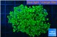 Euphyllia yaeyamaensis green 4-7 cm WYSIWYG acclimaté