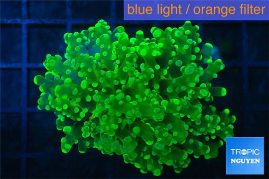 Euphyllia yaeyamaensis green 4-7 cm WYSIWYG acclimaté