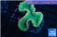Lobophyllia green & red circle 5-6 cm WYSIWYG acclimaté